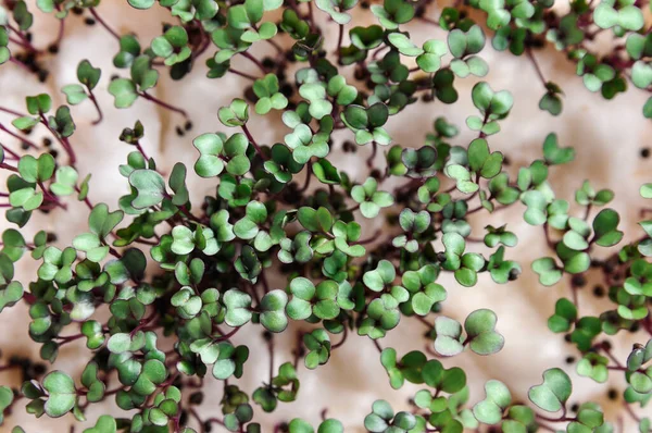 Semis Micro Verts Dans Récipient Cultivé Maison Sur Rebord Fenêtre — Photo