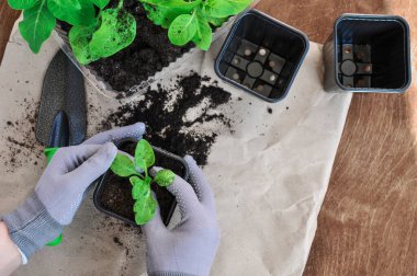Adım adım Petunya çiçeklerinin fidelerini ahşap arka plandaki ayrı çömleklere nakletme süreci. Eller üzerinde. Dyi.