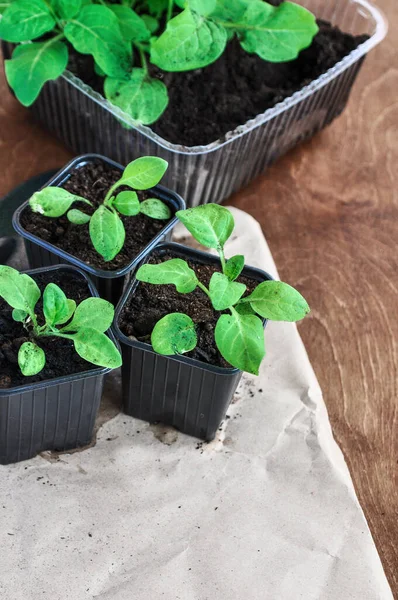 Home seedlings of Petunia flowers in a container on a wooden background. Close-up view.