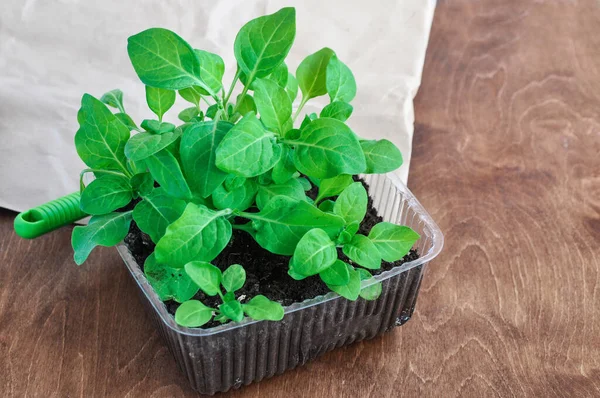 Home seedlings of Petunia flowers in a container on a wooden background. Close-up view. — Stock Image Home Seedlings Petunia Flowers Container Wooden Background Close View Royalty Free Stock Images