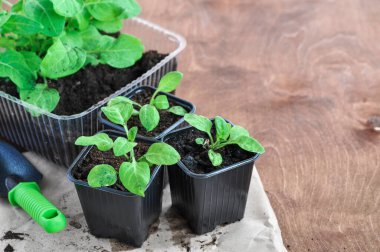 Petunia çiçeklerinin tohumları ahşap bir arka planda bir kabın içinde. Yakın çekim görünümü.