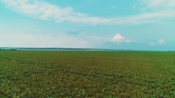 Ομαλή εναέρια άποψη του καλλιεργούμενου αγρού ζαχαρότευτλων και του γαλάζιου ουρανού. — Αρχείο Βίντεο