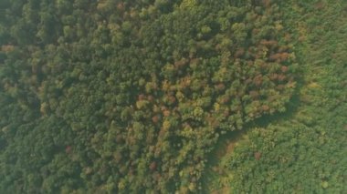 Yeşil ormanın tepelerinde güzel bir panoramik video var..