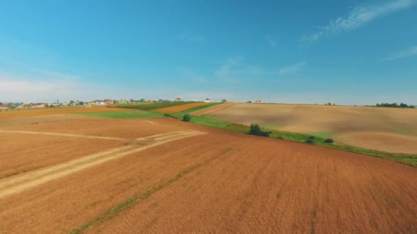 Luchtfoto van prachtig uitgestrekt geel veld van rijpe tarwe en blauwe lucht. — Stockvideo