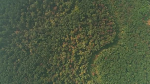 Drone flight over beautiful autumn colored forest with rotating camera. — Stock Video