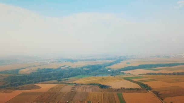 Аерофотозйомка красивого величезного жовтого поля стиглої пшениці і блакитного неба з легким ранковим туманом . — стокове відео