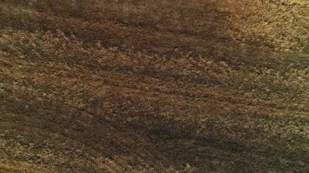 Rakt ner på ett fält plöjt för sådd, drönare flyger upp och brun jord mönster öppnas. — Stockvideo