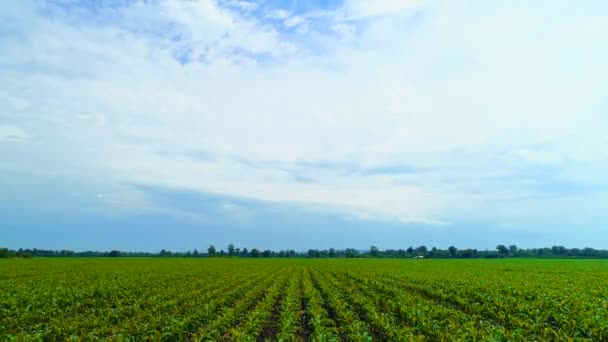 Vuelo aéreo hacia atrás sobre el paisaje rural rural con cultivo de maíz verde claro por la mañana . — Vídeos de Stock