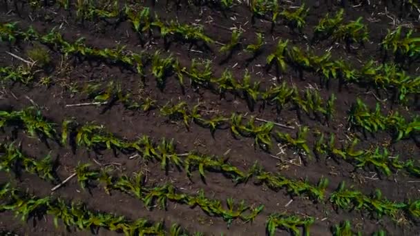 Un campo con brotes de maíz verde jóvenes que se balancean en el viento . — Vídeo de stock