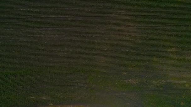 Un campo con una textura de brotes de maíz verde joven que crece desde el aire . — Vídeo de stock