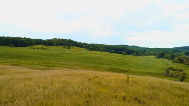 Blick von oben auf saftig grüne Wiese mit Blumen umgeben von Wald. — Stockvideo