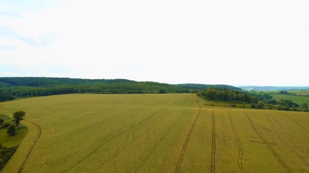 Niesamowity widok z lotu ptaka na polu kukurydzy z drobnymi kiełkami. — Wideo stockowe
