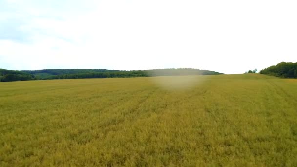 Vista dall'alto su un rigoglioso prato verde con fiori circondati dalla foresta . — Video Stock