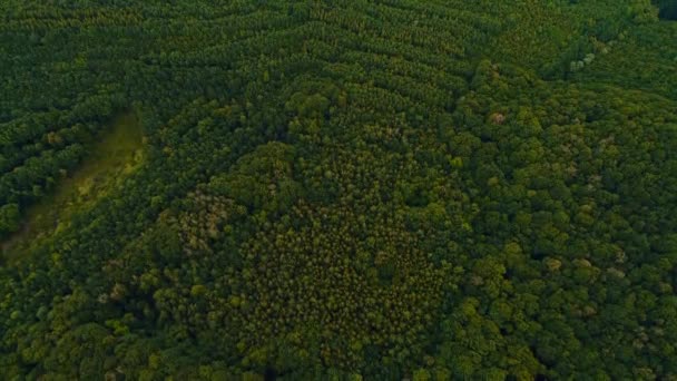 Belle vidéo panoramique sur les sommets de la forêt verte en temps de beau temps . — Video