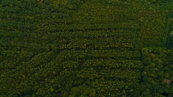 Gyönyörű panoráma videó a zöld erdő tetején jó időben. — Stock videók