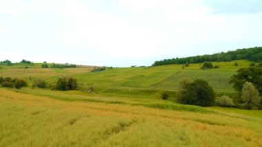 Kanola ve buğday tarlasının havadan görünüşü. Geniş bir tarla dolusu kolza tohumu tomurcuklanıyor, sonra insansız hava aracı tarlaya taze buğdayla taşınıyor..