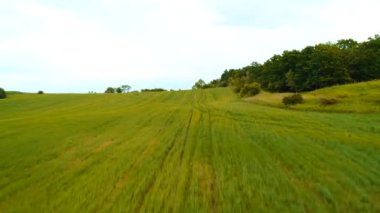 Idyllic hava aracı, altın mısır tarlası manzarası ve güneşli bir günde kabarık bulutlu mavi gökyüzü boyunca hareket eder..