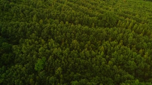 Antenn ovanifrån av topparna av tallar i sommar grön barrskog. — Stockvideo