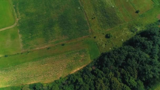 Bandada de aves dando vueltas por el campo cosechado en busca de alimento . — Vídeos de Stock