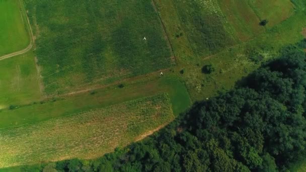 Luftaufnahme von Störchen, die auf der Suche nach Nahrung über grüne Felder fliegen. — Stockvideo