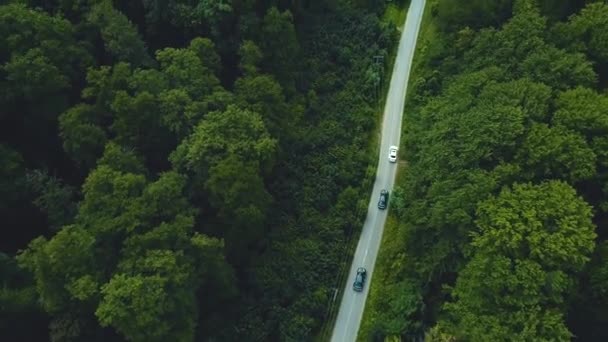 Weg durch dichtes Grün an sonnigem Frühlingstag. — Stockvideo