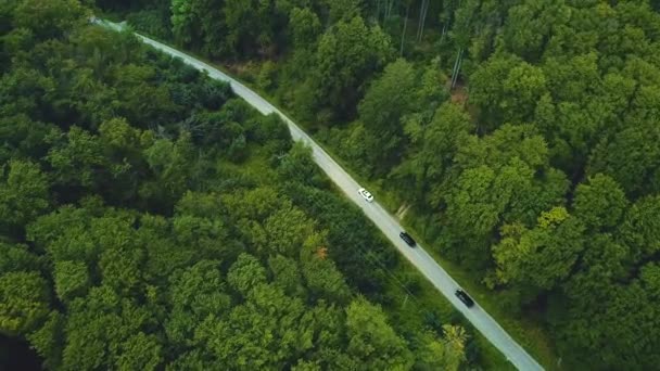 Vista de las aves en la carretera en un entorno de bosque verde fresco durante la temporada de primavera . — Vídeo de stock