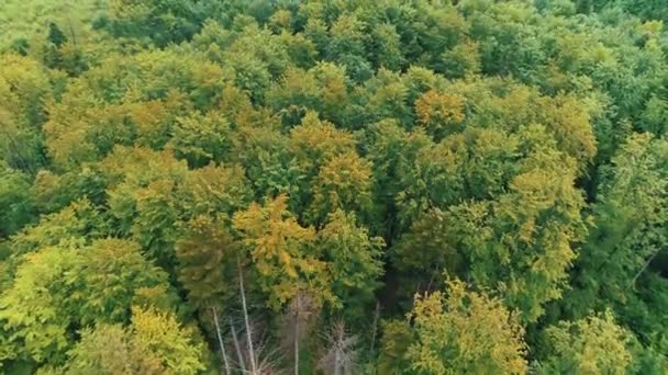 Principios de otoño en el bosque con árboles de coníferas verdes y caducifolios ligeramente amarillos. — Vídeos de Stock