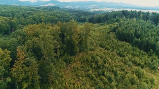 Vlucht over de vroege herfst bos platteland weiden gestraald met zacht licht en berg in de mist op de achtergrond. — Stockvideo