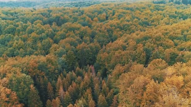 Vroeg in de herfst in het bos met groene naaldbomen en lichtgele loofbomen. — Stockvideo