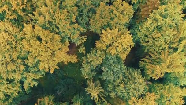 Début d'automne en forêt avec des conifères verts et des feuillus légèrement jaunes. — Video