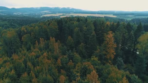 Vlucht over de vroege herfst bos platteland weiden gestraald met zacht licht en berg in de mist op de achtergrond. — Stockvideo