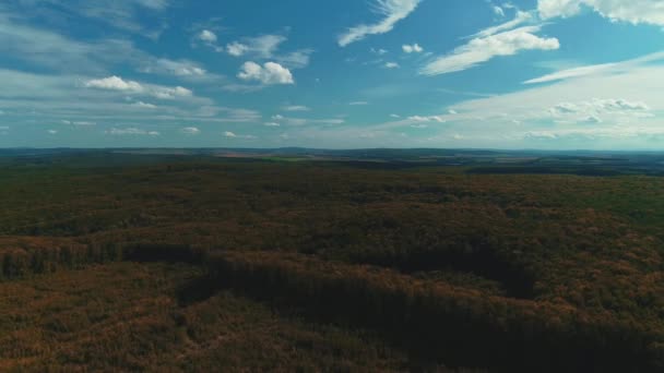 Drone flying slowly backwards over woodland with areas of young trees grown after old were cut. — Stockvideo