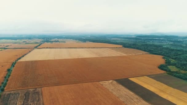 Drone flying over endless golden fields of harvested wheat field on a gloomy day. — Αρχείο Βίντεο