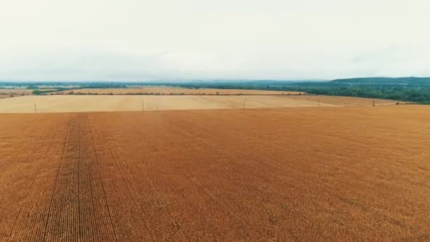 Drone flying over endless golden fields of harvested wheat field on a gloomy day. — Stock Video