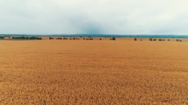 Drone flying over endless golden fields of harvested wheat field on a gloomy day. — Stock video
