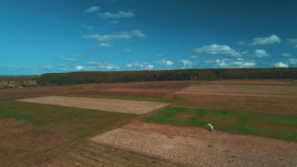 Beautiful white horse on a meadow on a summer sunny day. — Stok video