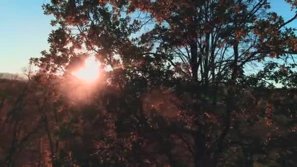 The drone flies through the branches of yellowed autumn tree and opens up a view of the mountains, vallay and blue skyscape. — ストック動画