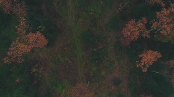 Volando sobre el paisaje sombrío con árboles de coníferas en mal tiempo . — Vídeos de Stock