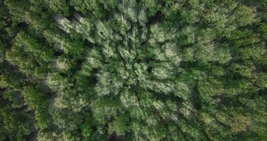 Ilık bahar gününde rüzgarla hareket eden parlak yeşil orman yaprakları oksijen yayıyor..