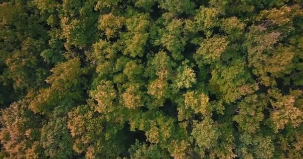 Images écologiques de la belle forêt d'automne avec cime des arbres caduques balançant par un vent léger . — Video