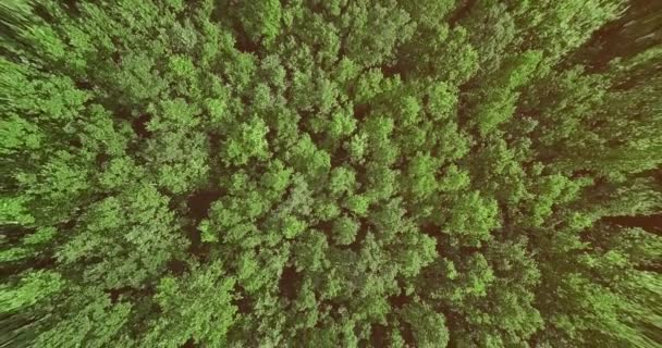 Атмосферні кінематографічні повільні кадри безпілотника красивих зелених лісових дерев, що рухаються у вітрі . — стокове відео