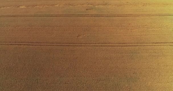 Drone flying over ripe golden wheat field texture before harvesting. — Stock Video