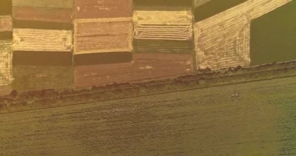 Olgun altın buğday tarlası dokusunda uçan dron hasat etmeden önce. — Stok video