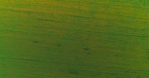 Exuberante paisaje verde con maravillosa variedad de hierba verde y hermosas sombras de nubes moviéndose sobre . — Vídeos de Stock