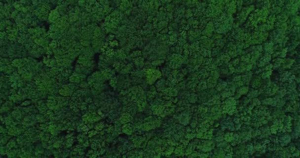 Aerial drone view of big green dense forest in countryside. — Stock Video