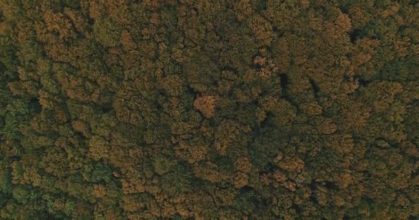 Vue aérienne par drone d'une grande forêt dense d'automne à la campagne . — Video