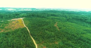 Küçük ağaçların üzerinde alçak drone uçuşu yaz kozalaklı ormanlarda büyük ağaçlarla çevrili..