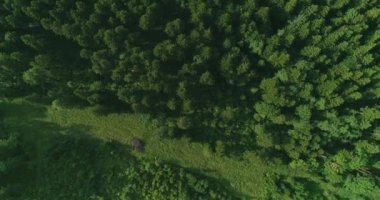 Gezegenin akciğerlerinin insansız hava aracı görüntüleri. Yani yeşil görkemli ormanın orman tahribatı tehlikesi altında olduğu söyleniyor..
