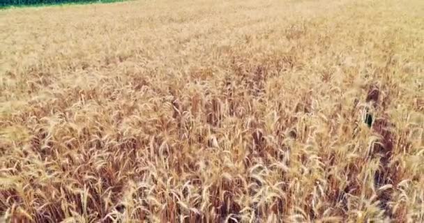 Espiguetas douradas de trigo cultivadas o suficiente para serem colhidas . — Vídeo de Stock