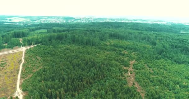 Alacsony drón repülés fiatal kis fák felett, nagy fák között, egy nyári tűlevelű erdőben.. — Stock videók